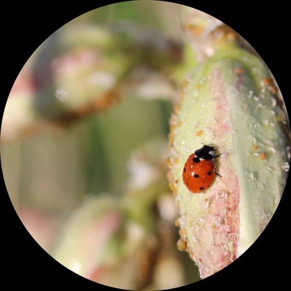 ladybugnes